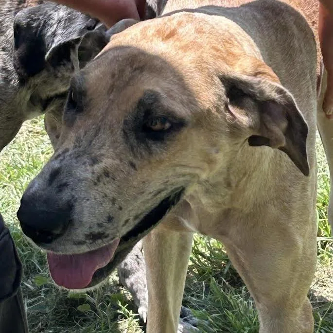 An adult large-sized female Red / Chestnut / Orange Great Dane dog named Sequoia for adoption in Lake Jackson, TX