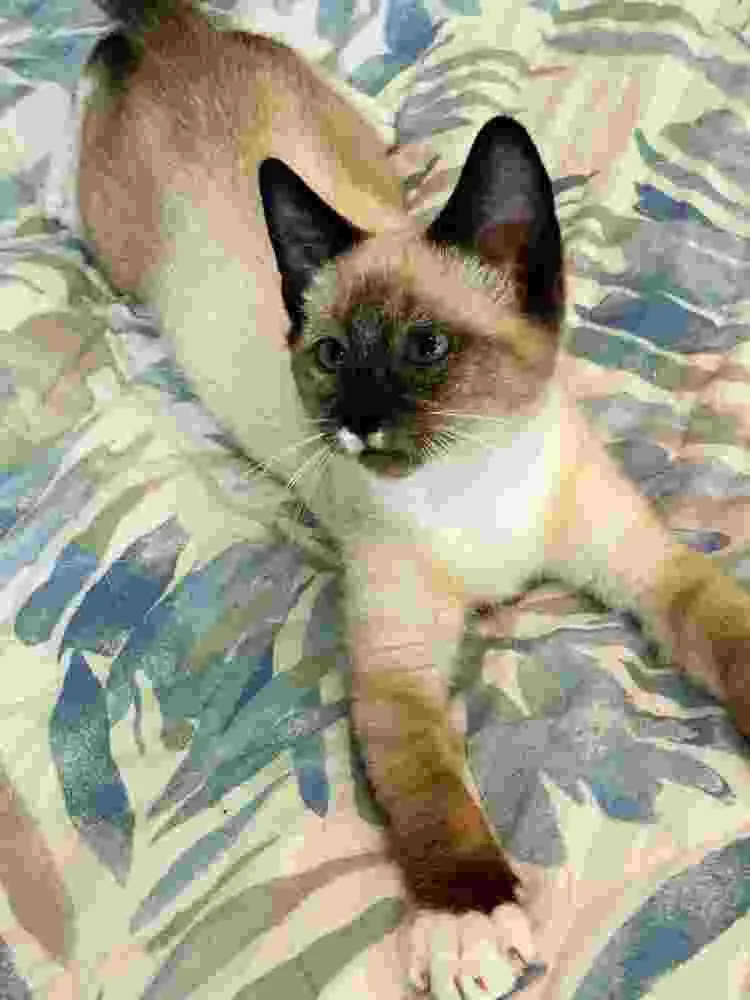 Sable