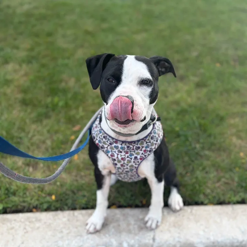 A young large-sized female Mixed Breed dog named Nyla for adoption in Blue Island, IL