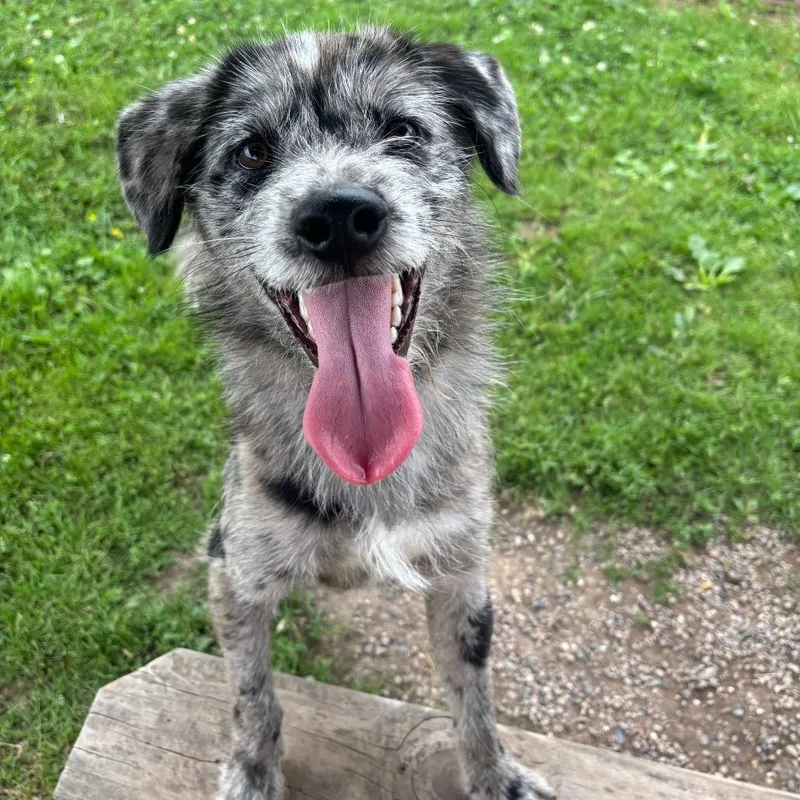 An adult small-sized male Black Wirehaired Terrier dog named Lovel for adoption in Quakertown, PA