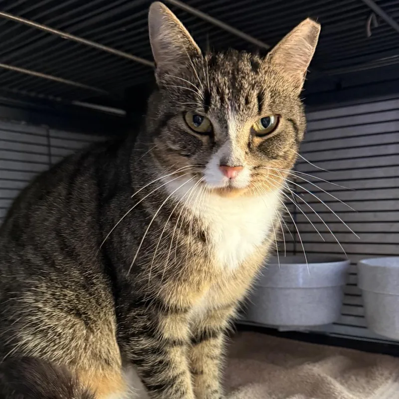 An adult small-sized female Brown / Chocolate Domestic Short Hair cat named Andro for adoption in Oxford, ME