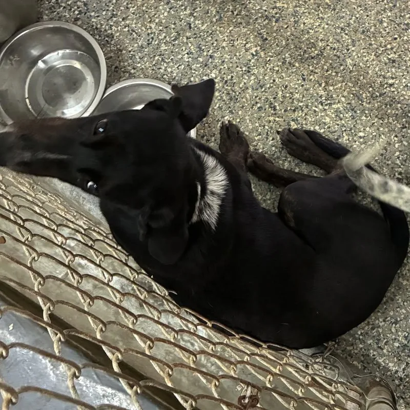 A young medium-sized female Black Labrador Retriever dog named Anne for adoption in Cumberland , VA