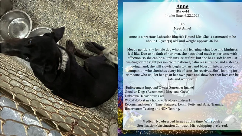 Anne thumbnail 2