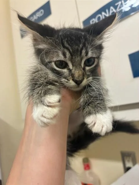Cosmo