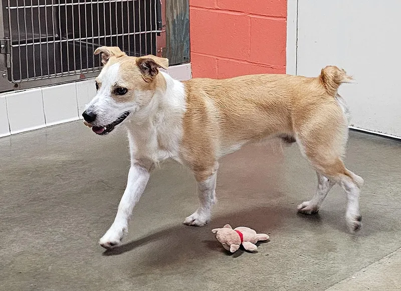 An adult medium-sized male White / Cream Jack Russell Terrier dog named Semi for adoption in Onley, VA