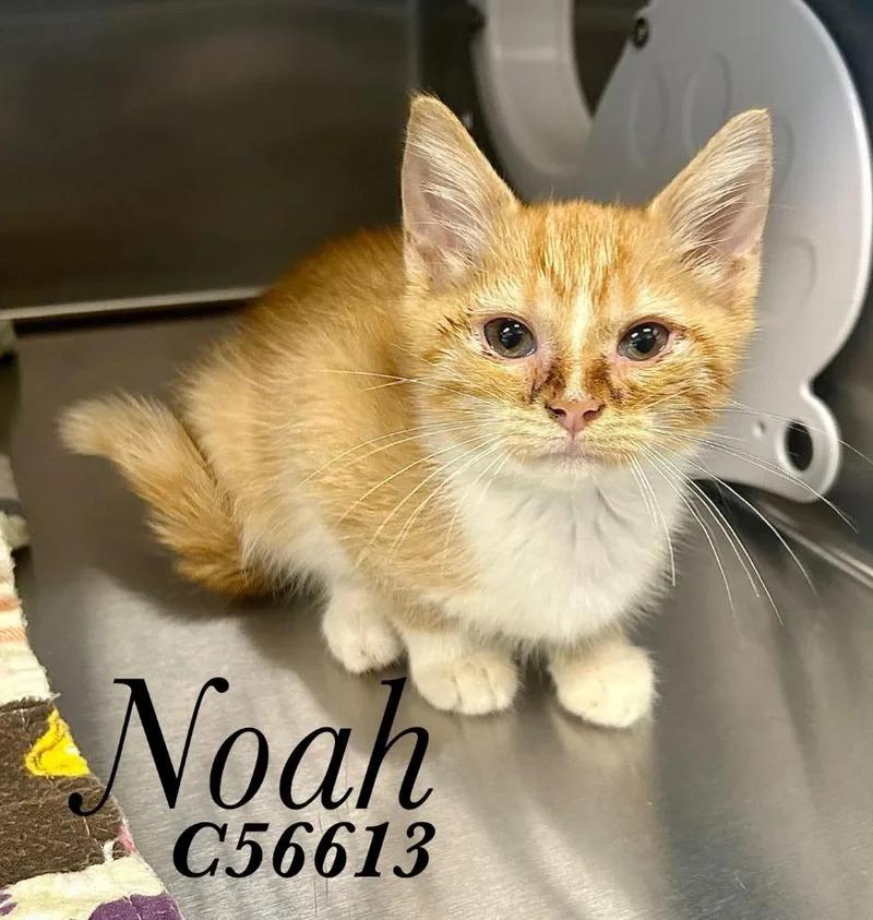 A baby medium-sized male Domestic Short Hair cat named Noah for adoption in Clarksville, TN