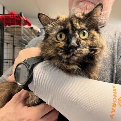 A young medium-sized female Tortoiseshell Domestic Long Hair cat named Gidget for adoption in Bartlett, TN