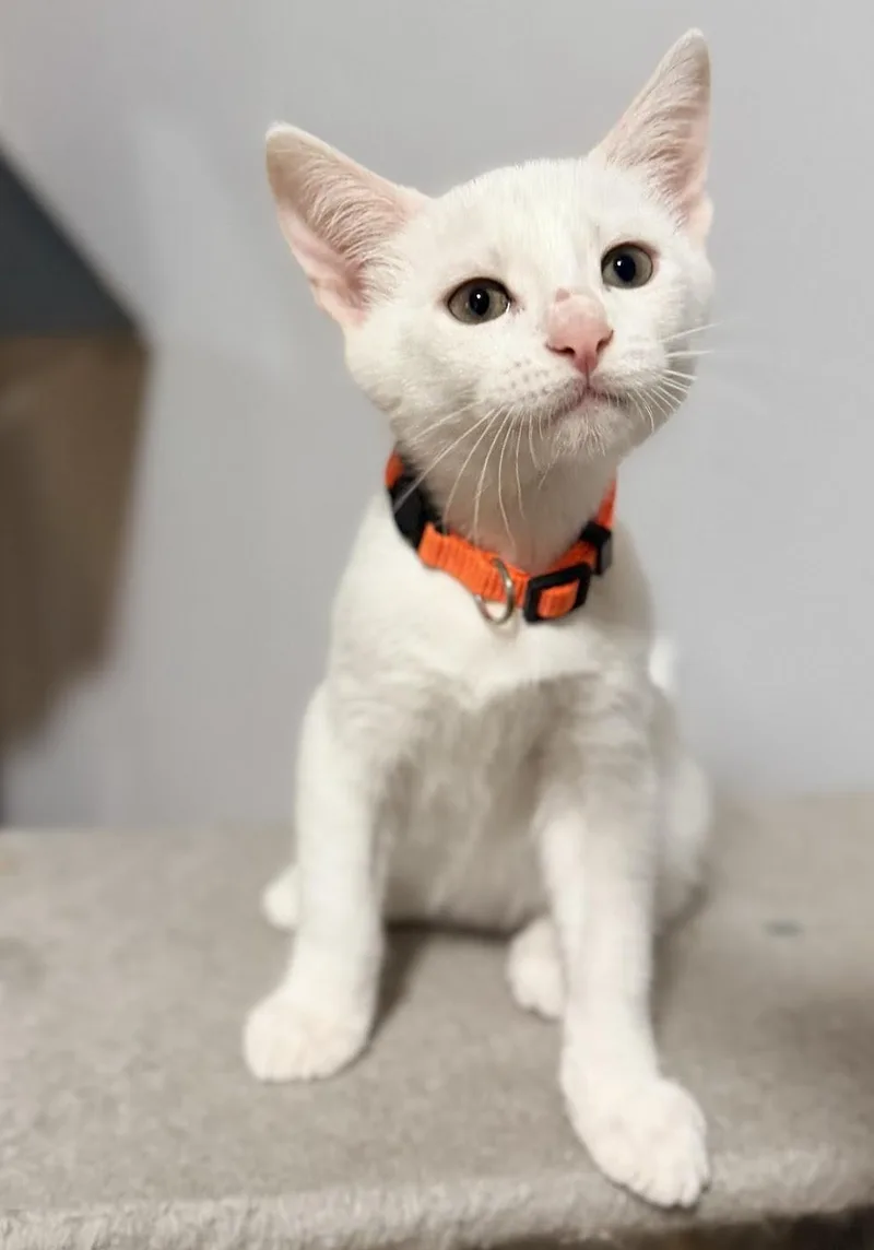 A baby medium-sized male Domestic Short Hair cat named Sheldon for adoption in Zimmerman, MN