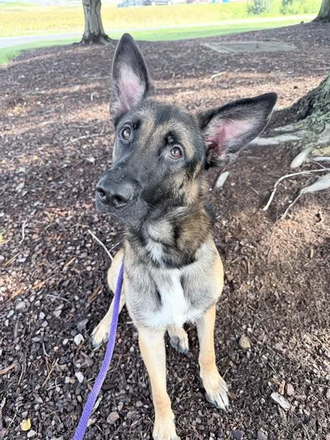 A young large-sized male German Shepherd Dog dog named Gavin for adoption in Charlotte, NC