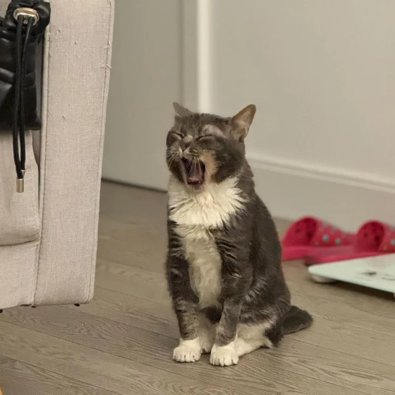 A young medium-sized male Gray / Blue / Silver Domestic Short Hair cat named Lord Licorice for adoption in New York, NY