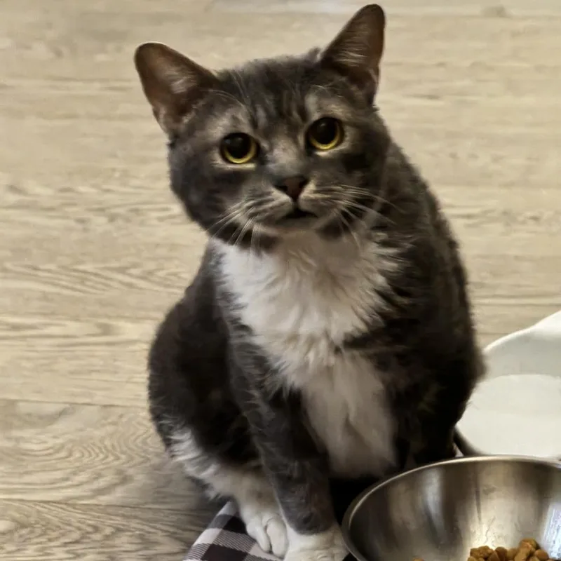 Lord Licorice thumbnail 6
