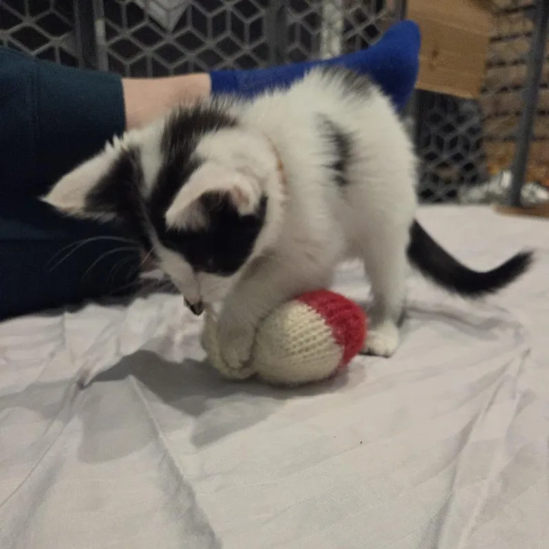 A baby small-sized female Black Domestic Short Hair cat named Nymph for adoption in Normal, IL
