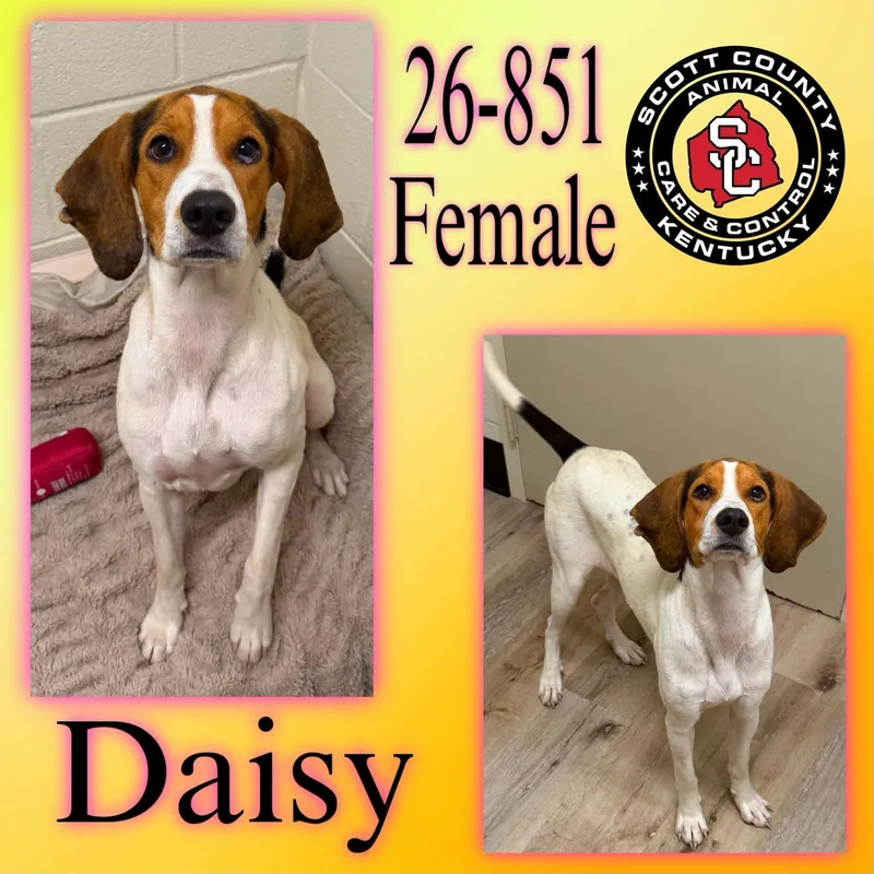 A young large-sized female Foxhound dog named Daisy for adoption in Georgetown, KY