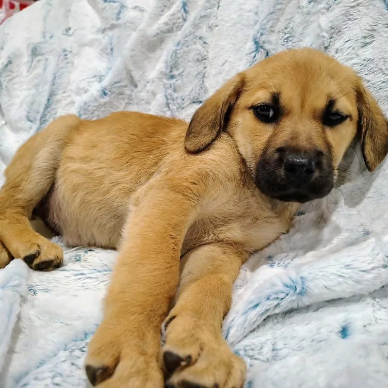 A baby small-sized female Sable Mixed Breed dog named Vesper for adoption in Ferndale, MI