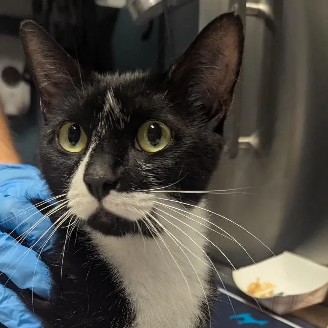 A senior medium-sized female Black Domestic Short Hair cat named Midnight for adoption in Providence, RI