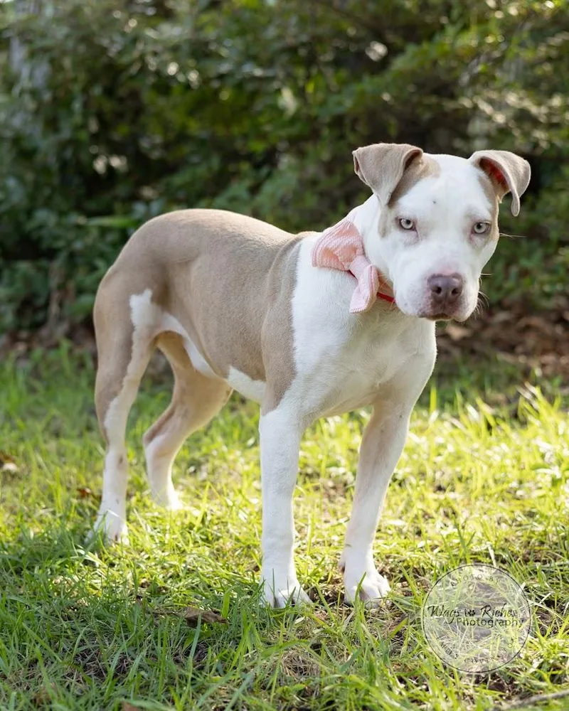 A baby medium-sized female White / Cream American Staffordshire Terrier dog named Cheesecake for adoption in Tuscaloosa, AL