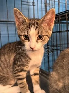 A baby medium-sized female Tabby (Gray / Blue / Silver) Domestic Short Hair cat named Sprout for adoption in Louisville, KY