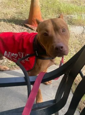 A young large-sized male Red / Chestnut / Orange Pit Bull Terrier dog named Deuce for adoption in Santa Paula, CA