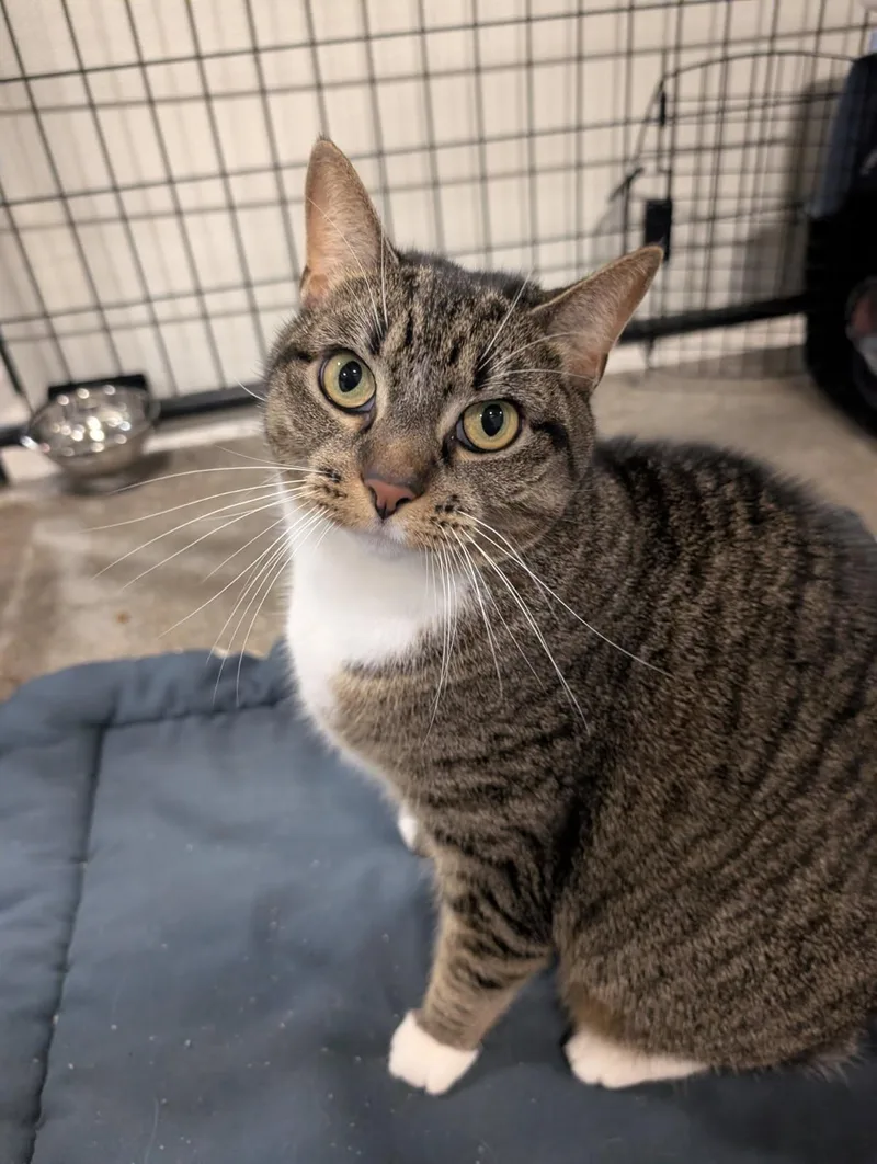 An adult large-sized female Tabby (Brown / Chocolate) Domestic Short Hair cat named Seraphina for adoption in Columbus, OH