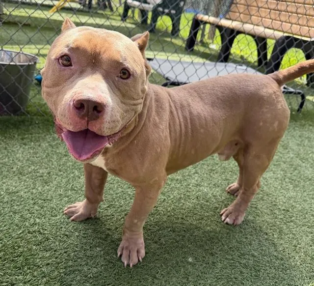 An adult medium-sized male Mixed Breed dog named Harris for adoption in Columbia, SC