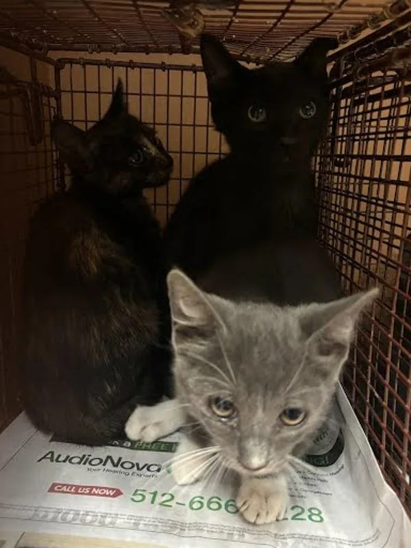 A baby small-sized male Domestic Short Hair cat named Tsubaki for adoption in Austin, TX