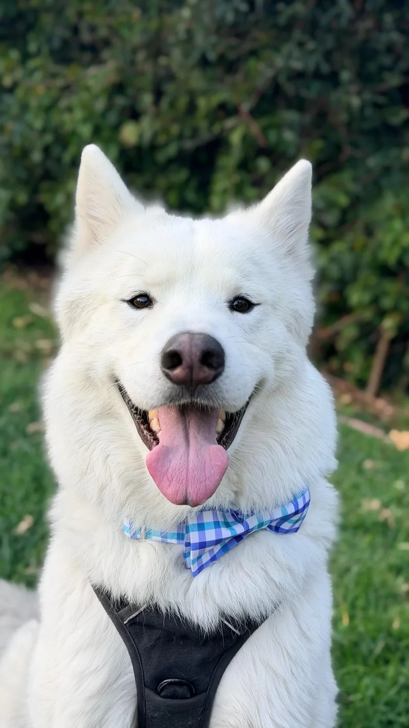 A young medium-sized male Samoyed dog named Rowan for adoption in santa monica, CA