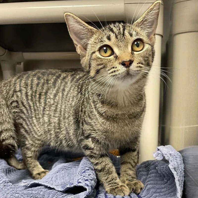 A young medium-sized female Domestic Short Hair cat named Mattie for adoption in Roanoke, VA
