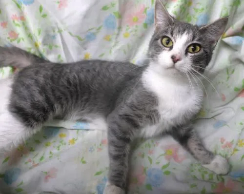A young medium-sized female Domestic Short Hair cat named Orleans for adoption in Thief River Falls, MN