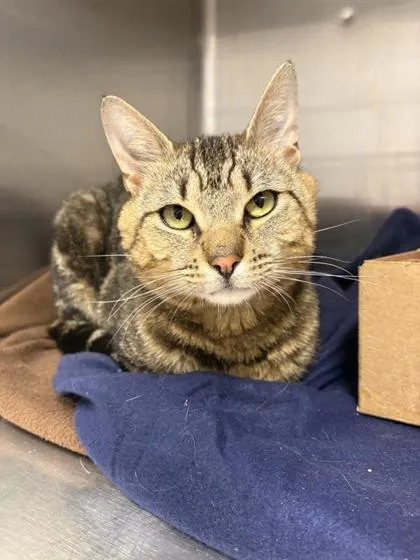 An adult small-sized male Domestic Short Hair cat named Baker for adoption in West Chester, PA