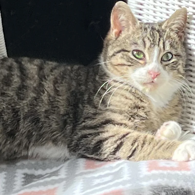 Kaz  No Tail thumbnail 2