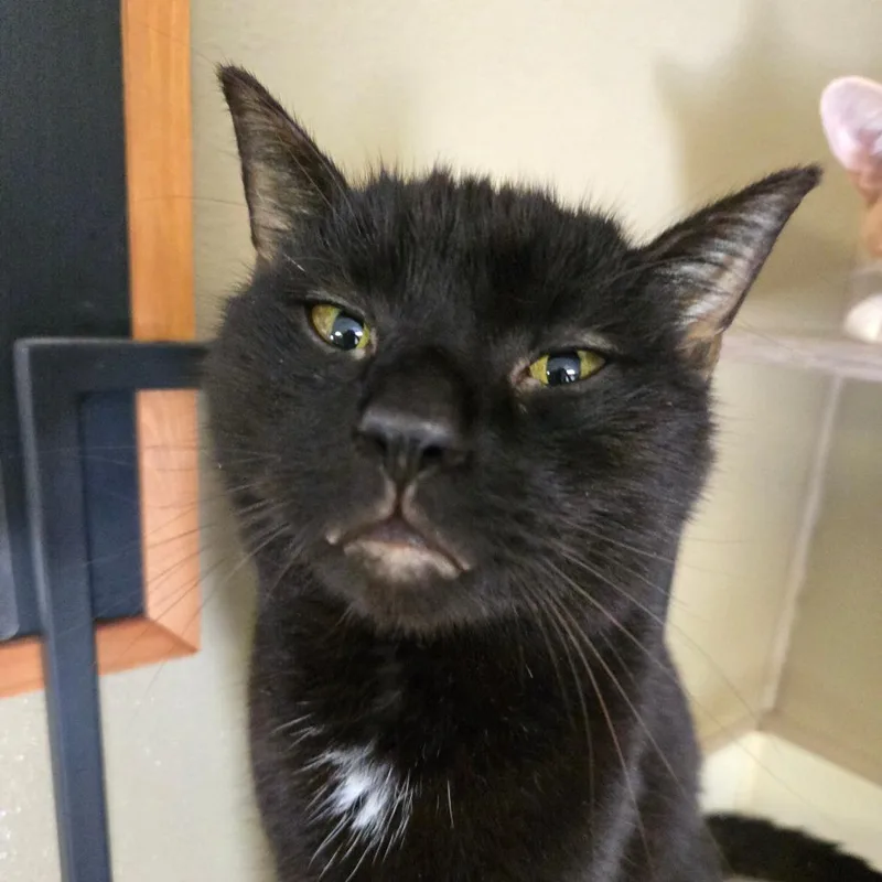 An adult large-sized male Black Domestic Short Hair cat named Lotus for adoption in Pennsville, NJ