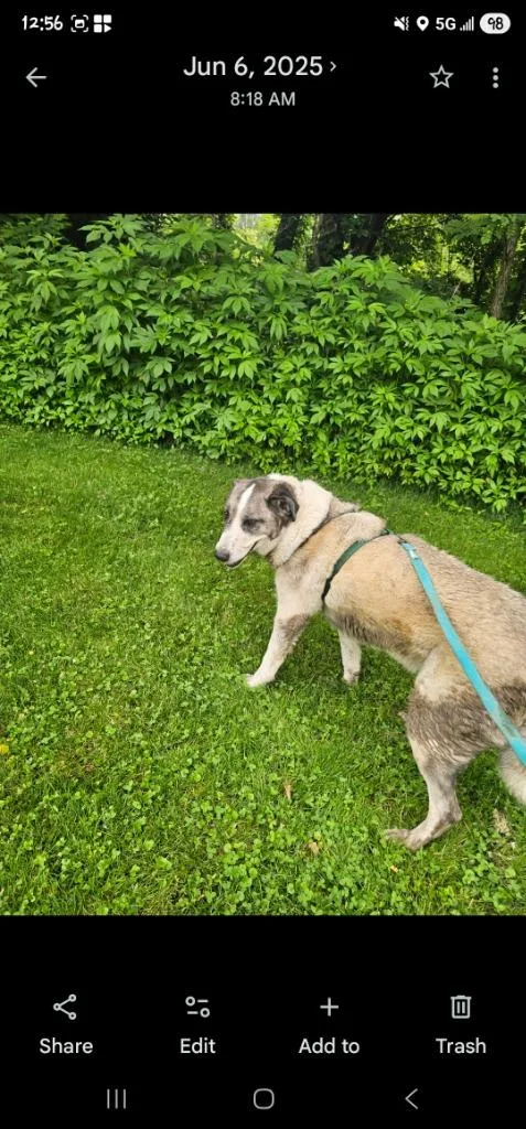 A senior large-sized female Anatolian Shepherd dog named Meeko for adoption in Bloomington, IN