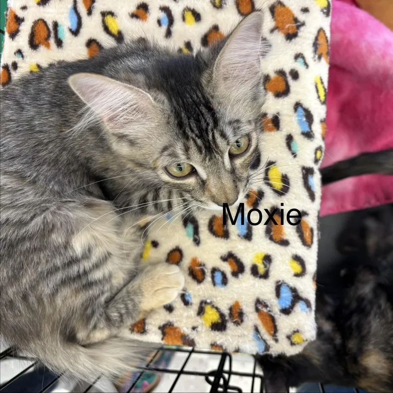 A baby medium-sized female Domestic Short Hair cat named Moxie M. for adoption in Sacramento, CA