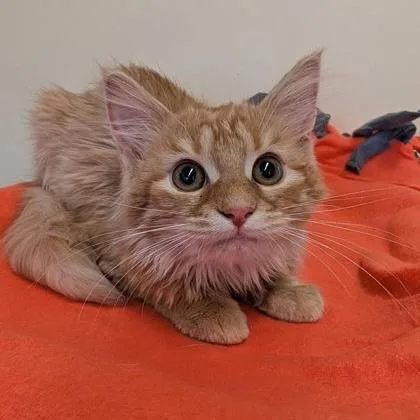 A baby small-sized female Tabby (Orange / Red) Domestic Short Hair cat named Kara for adoption in Rochester, MN