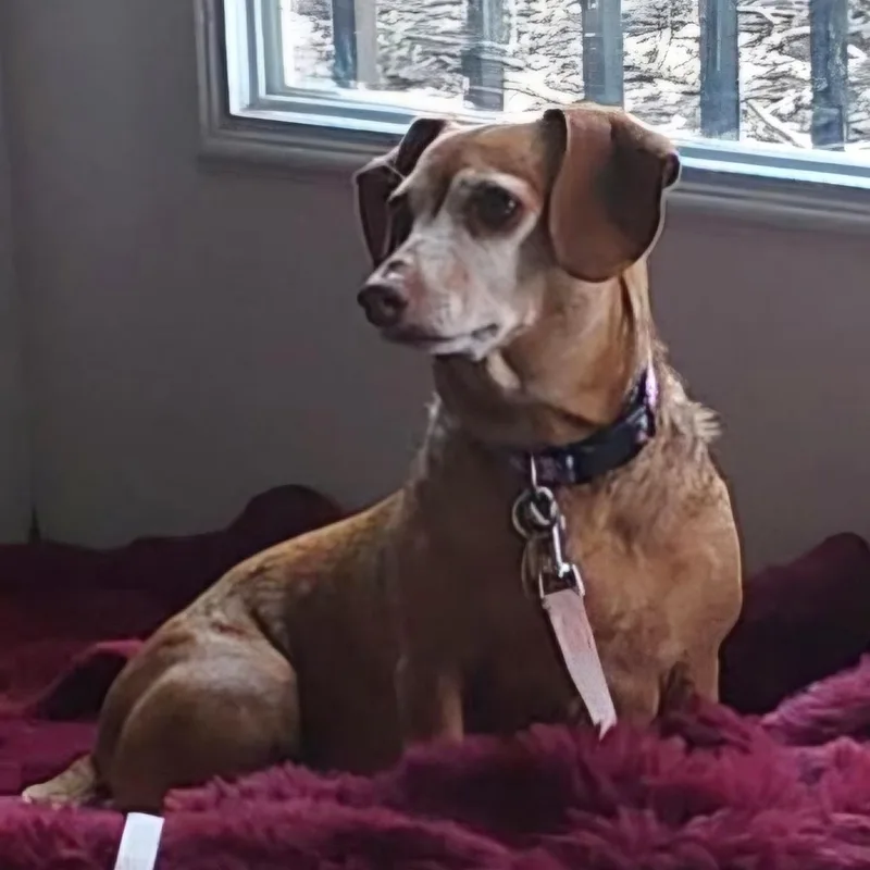 An adult small-sized female Red / Chestnut / Orange Dachshund dog named Daphny for adoption in Omaha, NE