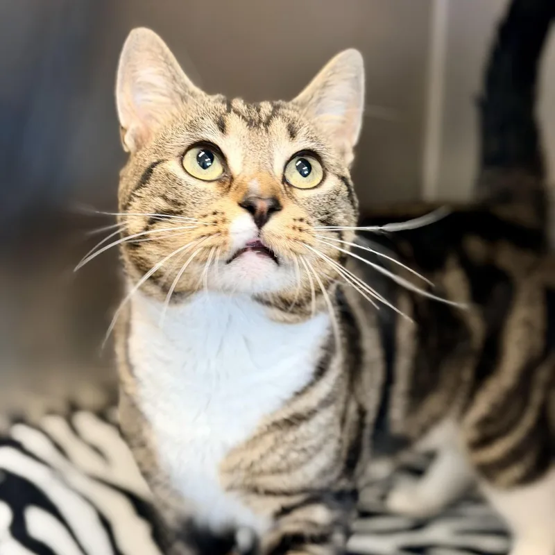 A young medium-sized male Tabby (Brown / Chocolate) Domestic Short Hair cat named Buzz for adoption in Jackson, NJ