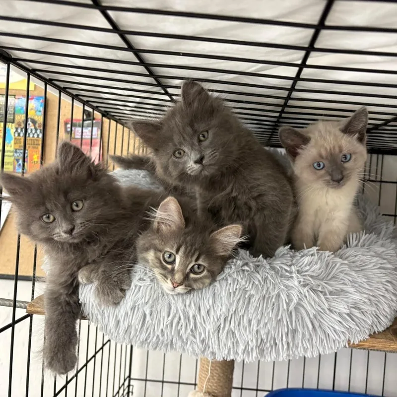 A baby small-sized female Domestic Short Hair cat named Sukisue for adoption in Portage, MI