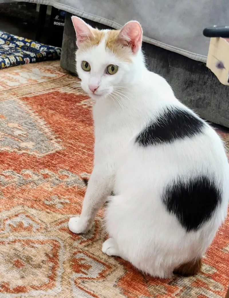 A young medium-sized female Calico Domestic Short Hair cat named Sadie and Eloise for adoption in Chicago, IL