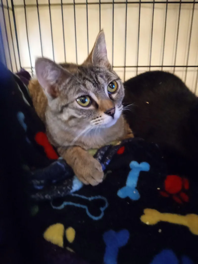 A young medium-sized female Domestic Medium Hair cat named Fern Valley for adoption in Buhl, ID