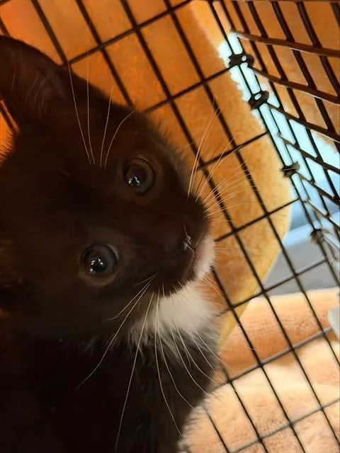 A baby small-sized female Domestic Short Hair cat named Lily for adoption in Fort Lauderdale, FL