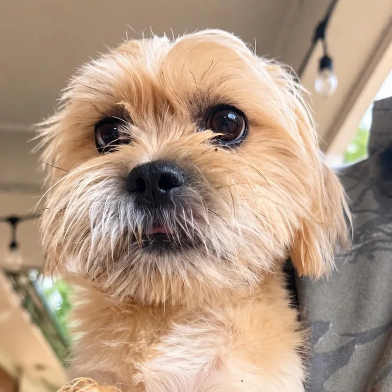 A young medium-sized male Shih Tzu dog named Oliver for adoption in Cartersville, GA