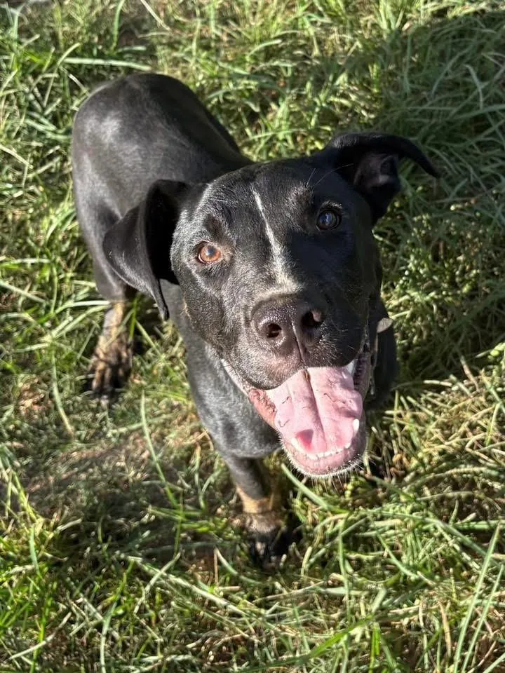 A baby medium-sized male Black Labrador Retriever dog named Turtle for adoption in Calera, AL