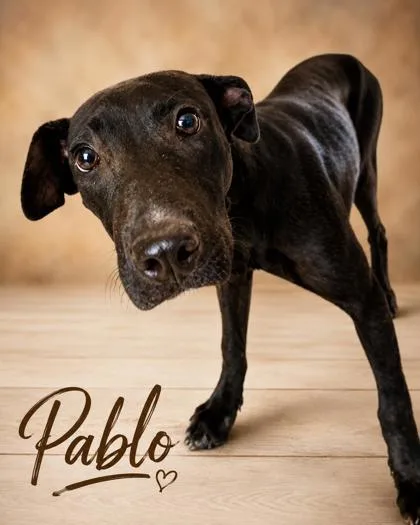 A young medium-sized male Labrador Retriever dog named Pablo for adoption in West Memphis, AR