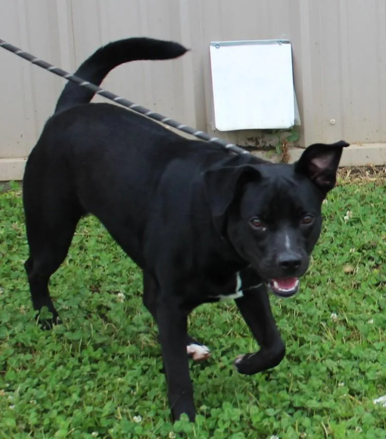 An adult medium-sized male Black Labrador Retriever dog named Lucky for adoption in Claremore, OK