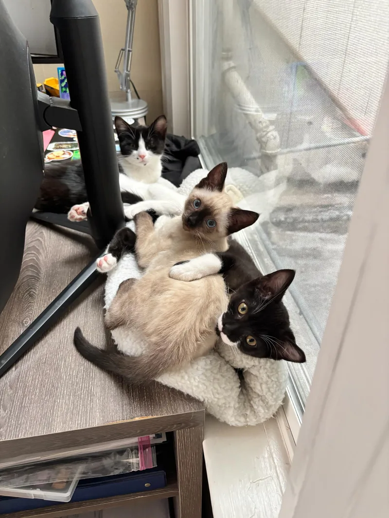 A baby small-sized female Buff / Tan / Fawn Siamese cat named Sonya for adoption in San Francisco, CA