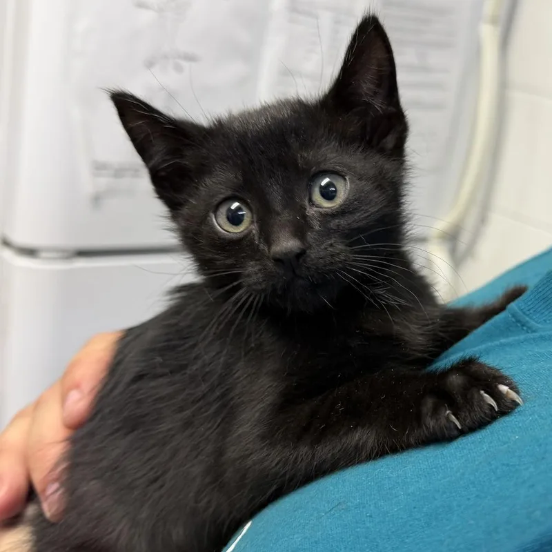 A baby small-sized male Black Domestic Short Hair cat named "Lotus" for adoption in Perkiomenville, PA