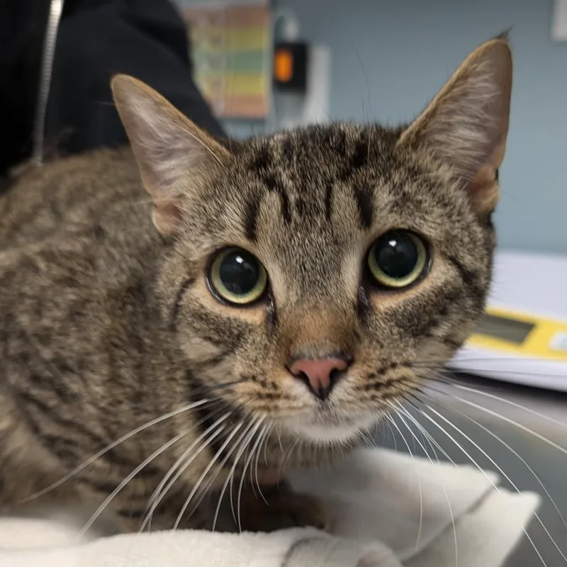 A young medium-sized male Brown / Chocolate Domestic Short Hair cat named Chip for adoption in New Castle, DE