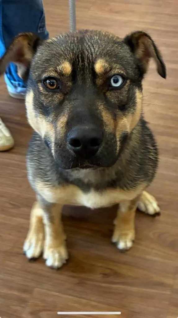 A young medium-sized female Husky dog named Taissa for adoption in Christiansburg, VA