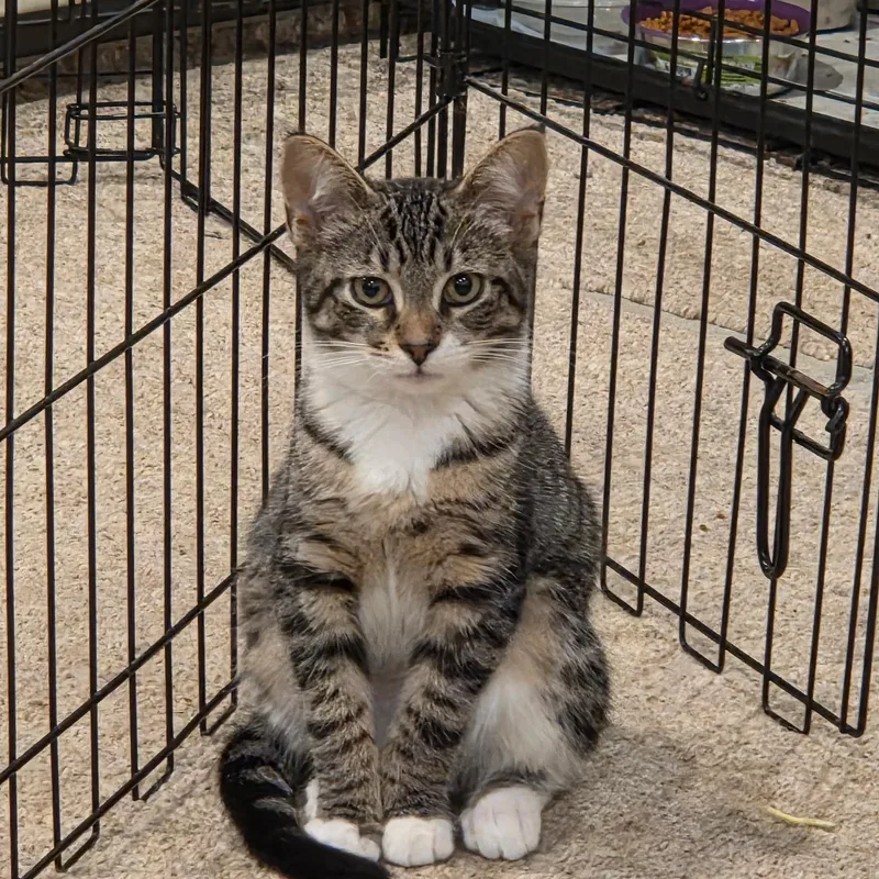 A baby medium-sized female Brown / Chocolate Domestic Short Hair cat named Hattie for adoption in Moriches, NY