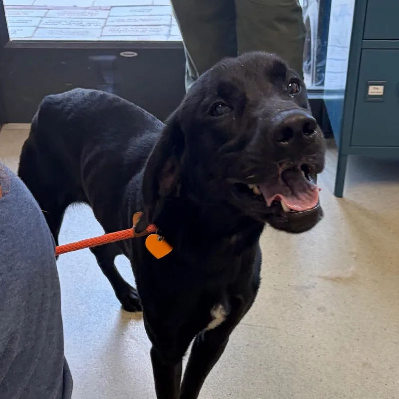 An adult large-sized male Black Labrador Retriever dog named Bodi for adoption in Nashville, TN
